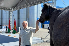 Фотофакт. Большая корова разместится во дворце Лукашенко